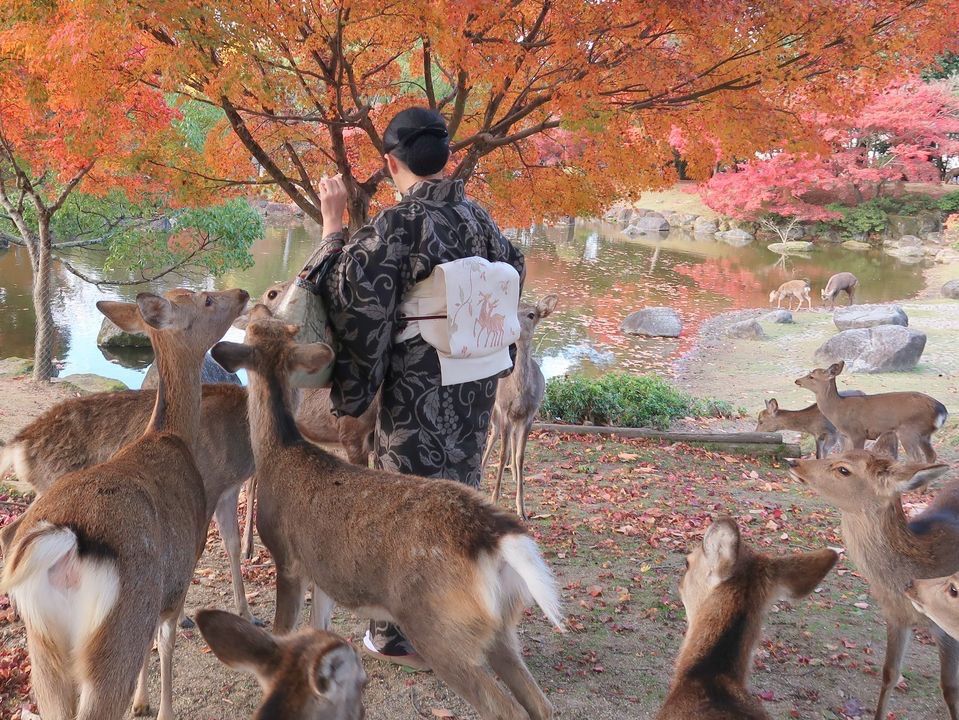 朝香沙都子の着物ダイアリー｜鹿と遊び、鹿の意匠をまとう