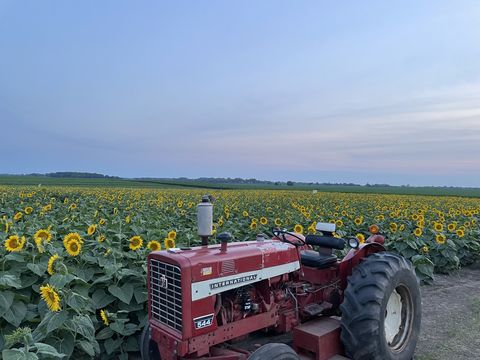 sunflower field at sunset with antique tractor in front of it