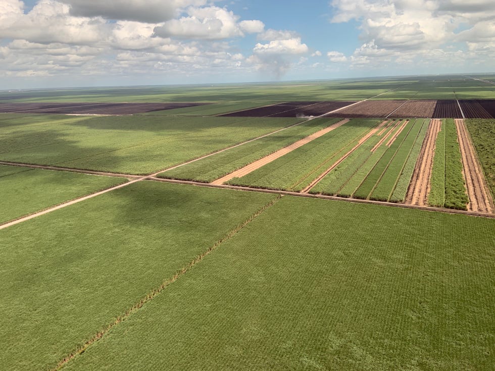 Sugar Plantation