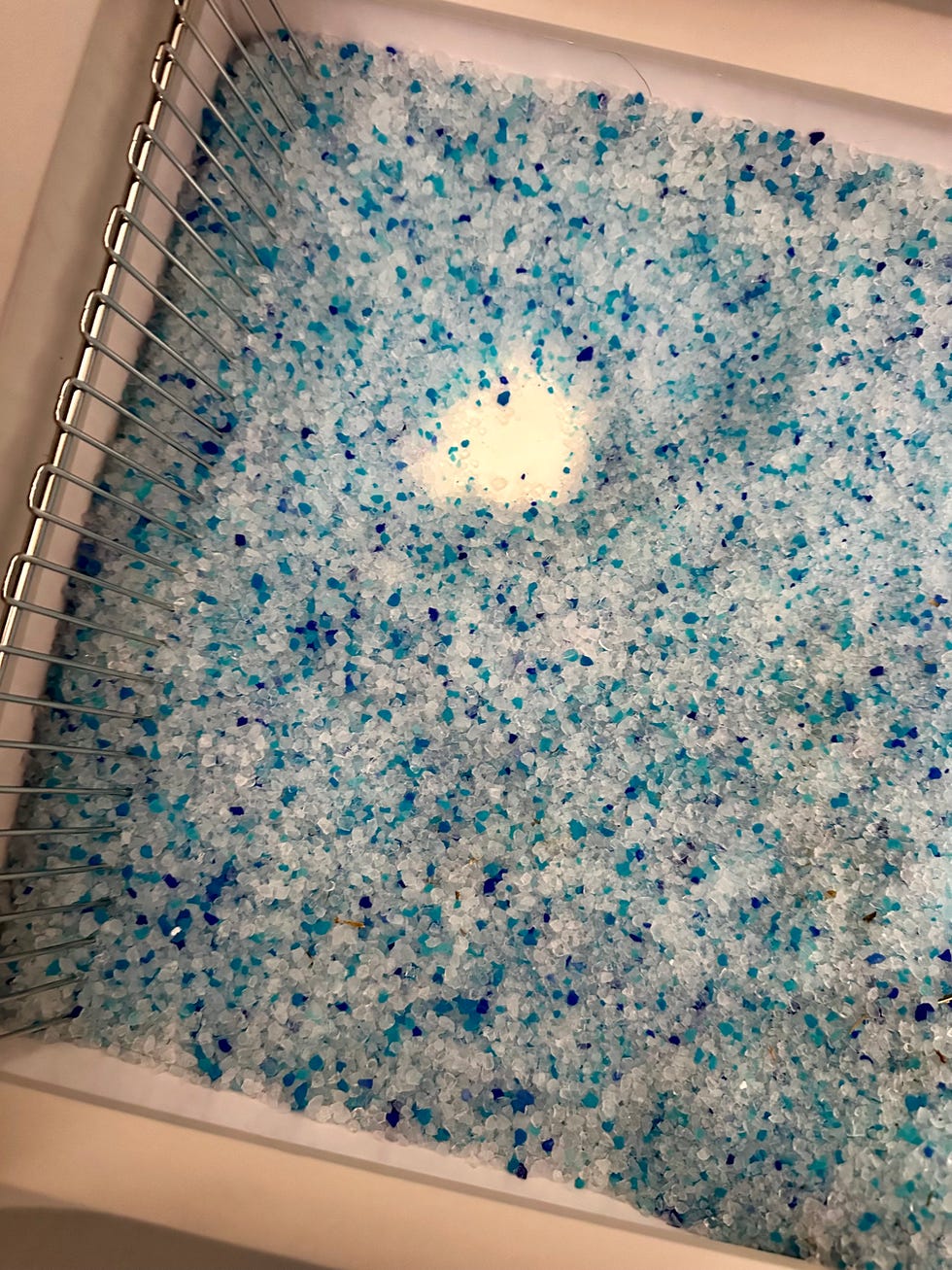 blue and white petsafe crystal litter in a self cleaning litter box