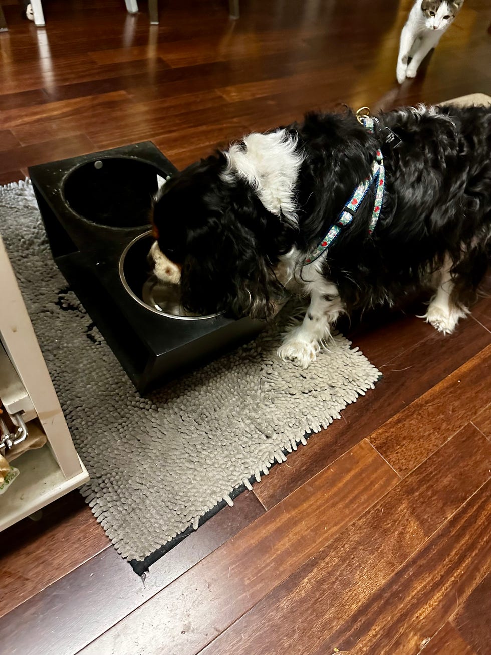 a cavalier king charles spaniel drinks water from a dish in the kitchen