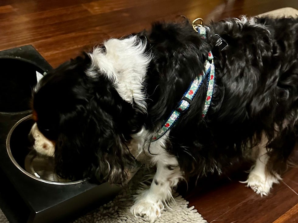 a good housekeeping institute dog food tester a cavalier king charles spaniel drinks water from a dish in the kitchen