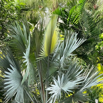 La palma dello Yunnan, Trachycarpus princeps la palma dello yunnan, trachycarpus princeps