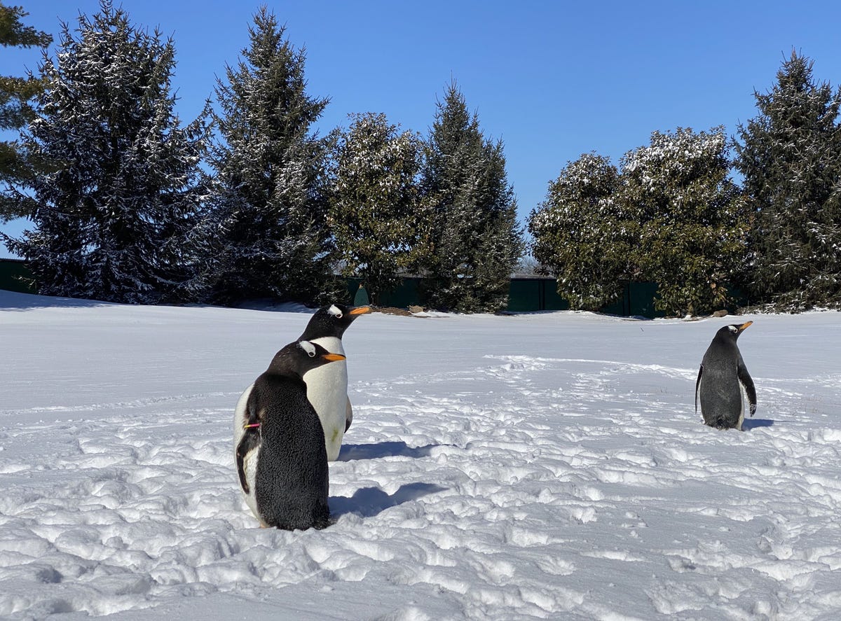 preview for Watch These Penguins Enjoy a Field Trip in the Snow