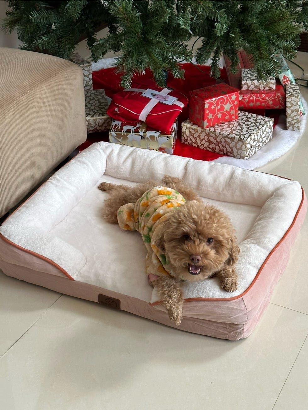 a brown curly haired dog testing the bedsure orthopedic dog bed