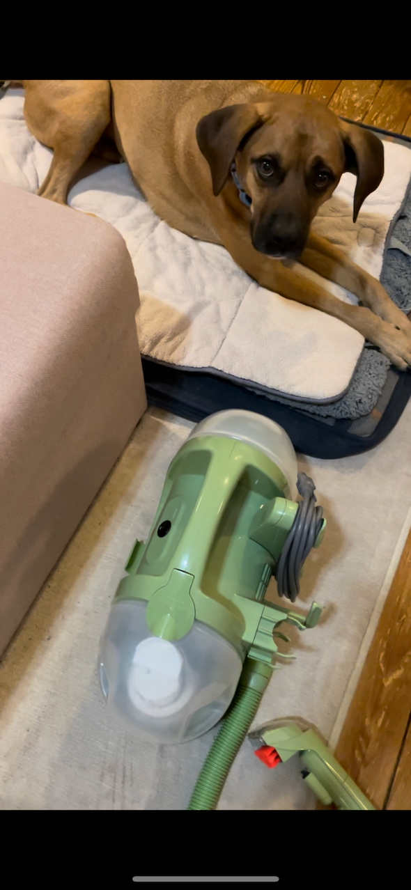 Worth It I Tested Bissell's Little Green Carpet Cleaner