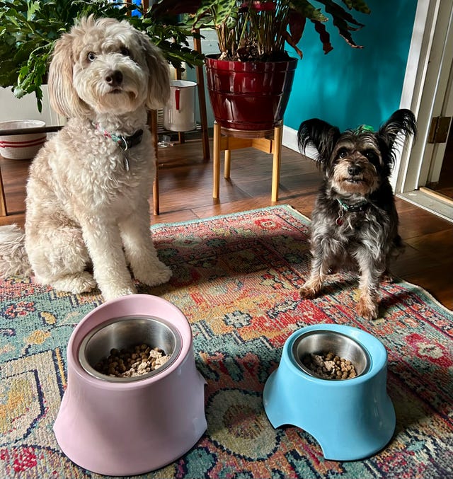 two dogs sitting beside their food bowls on a patterned rug