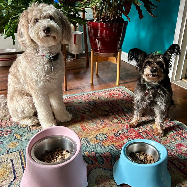 testing the best dog food two dogs sitting beside their food bowls on a patterned rug