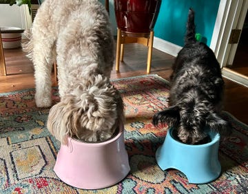 a large dog and small dog eating dry dog food