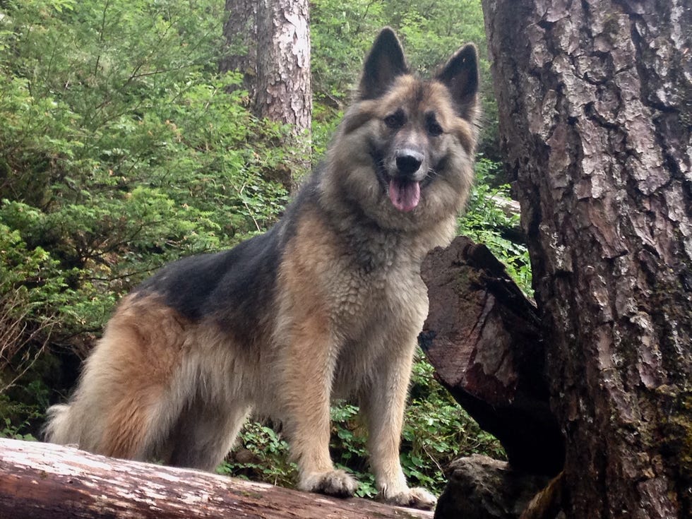 linda behnken alaska dog bear encounter rascal