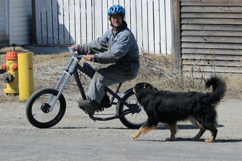 Dog, Mammal, Canidae, Vehicle, Dog breed, Transport, Mode of transport, Bicycle accessory, Carnivore, Sporting Group, 