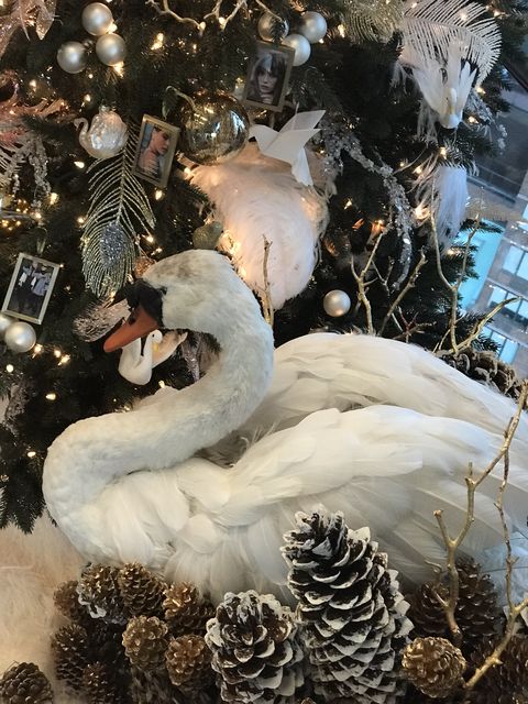 Swan, Water bird, Winter, Ducks, geese and swans, Bird, Feather, Snow, Christmas, 