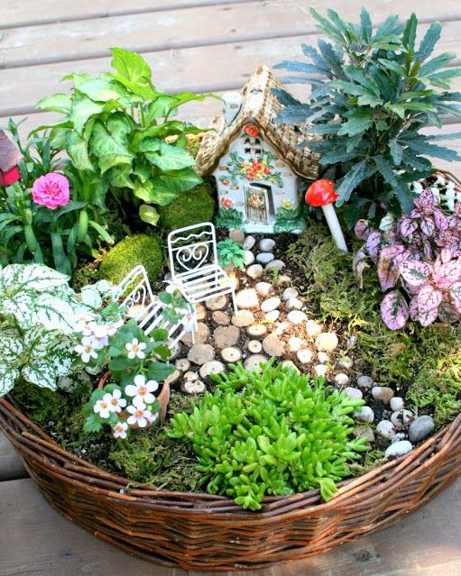 fairy garden plants and flowers