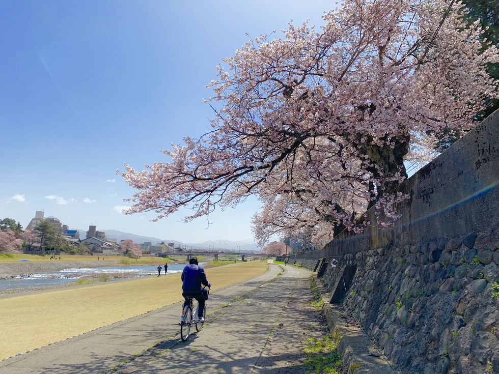 日本金澤看櫻花