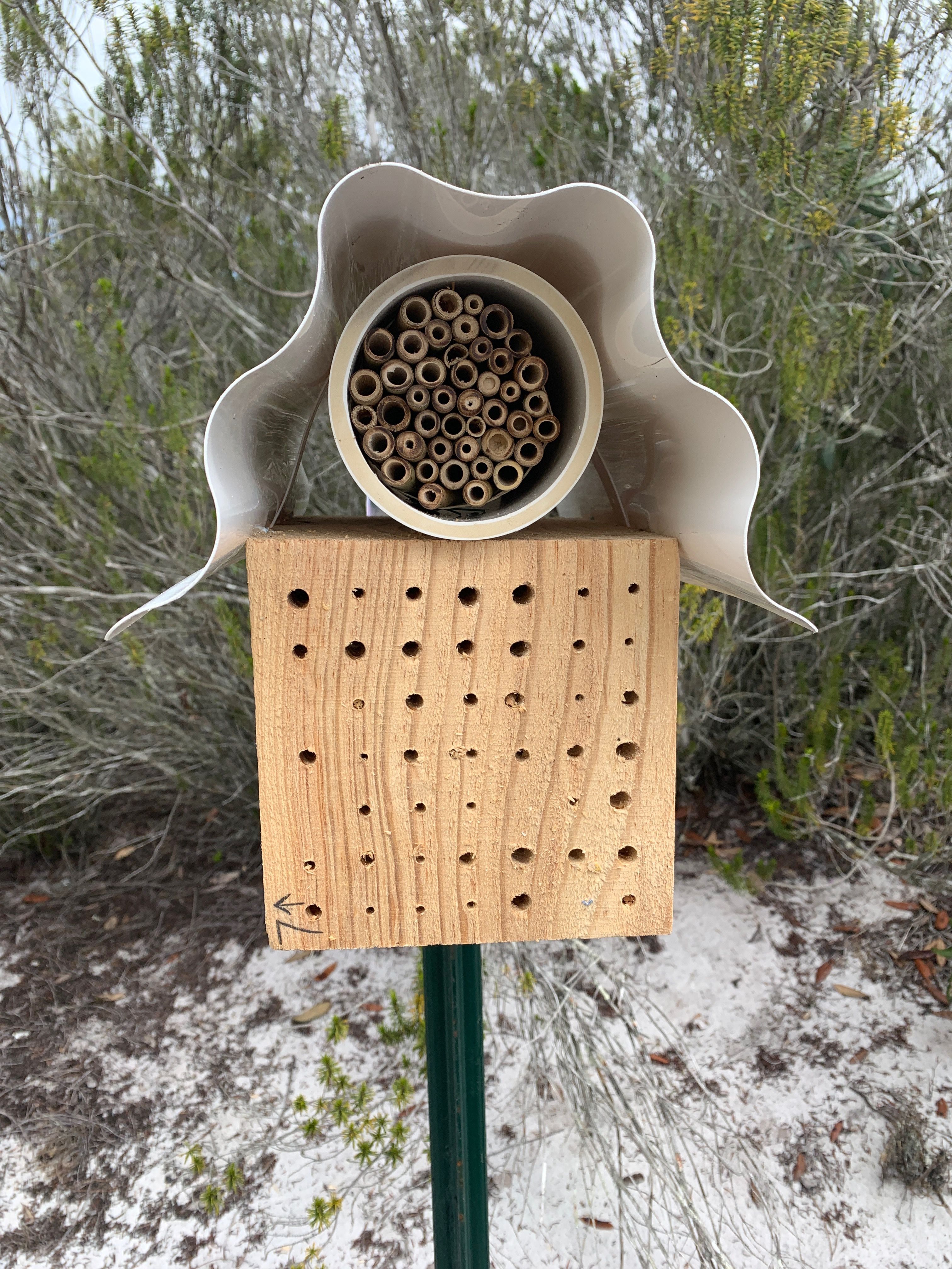 Blue Calamintha bee: the brilliant rare pollinator of central Florida