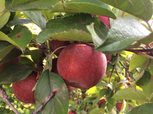 The Red Delicious Apple Grown at Apple Holler
