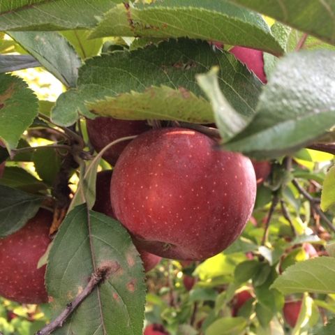 close up of red apples on a tree
