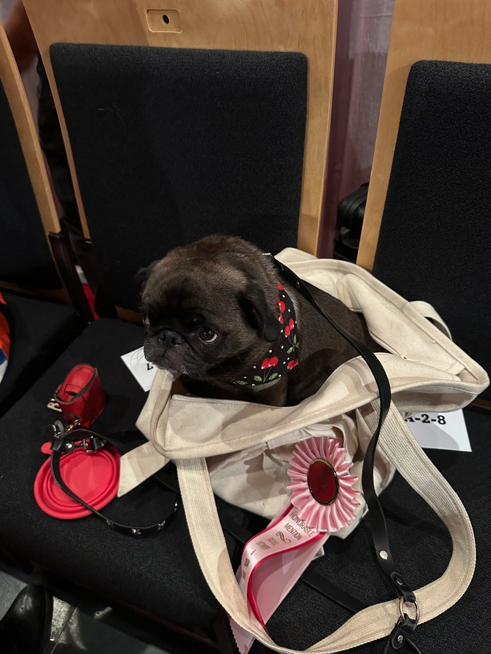 little pug in a bag