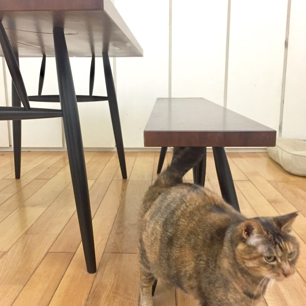 Cat, Table, Floor, Felidae, Small to medium-sized cats, Furniture, Flooring, Bar stool, Hardwood, Stool, 