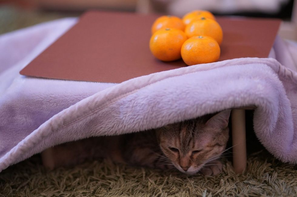 買橘子送「貓用暖爐桌」？