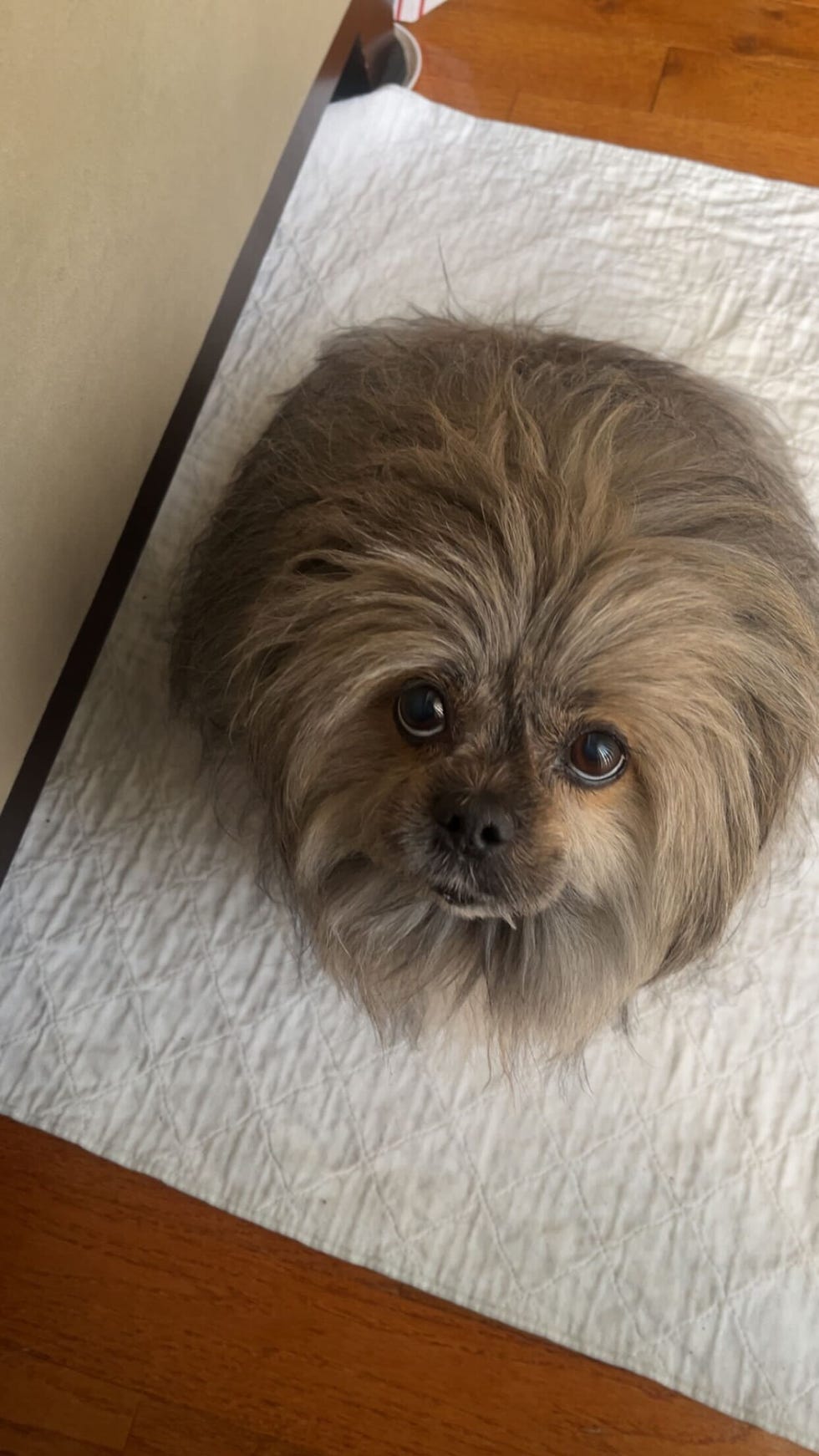 a small, fluffy older dog using a pee pad indoors