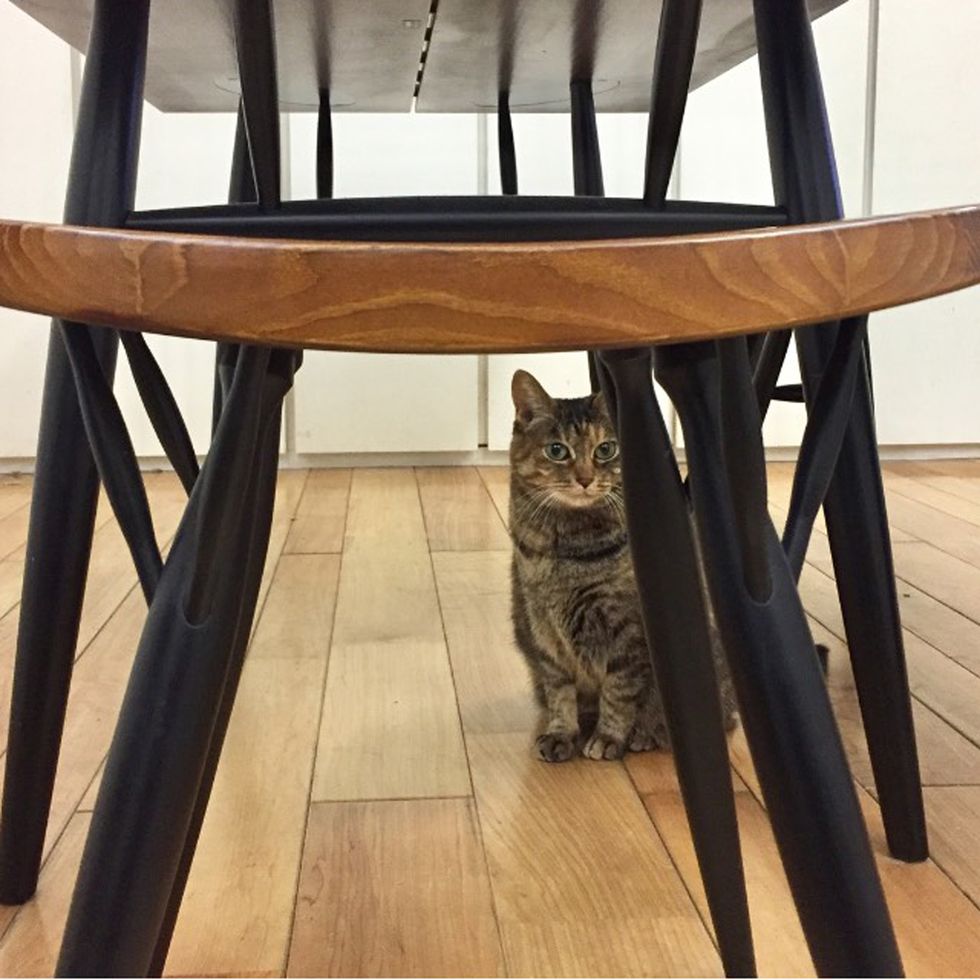 Cat, Furniture, Small to medium-sized cats, Felidae, Chair, Table, Hardwood, Wood, Iron, Whiskers, 