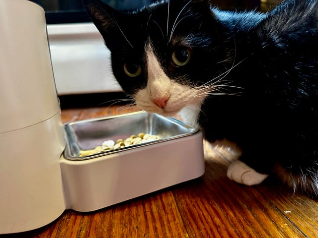 black and white cat next to the dish of an automatic cat feeder, part of a good housekeeping story on the best automatic cat feeders