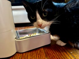a black and white cat tests out an automatic cat food feeder for the good housekeeping institute