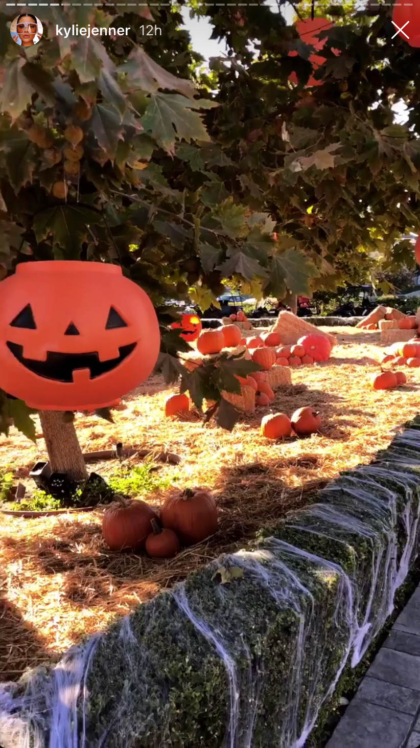 Pumpkin, Leaf, Tree, Plant, Jack-o'-lantern, Autumn, 