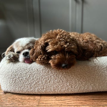 best orthopedic dog bed ruggable orthopedic dog bed shown with two dogs curled up inside