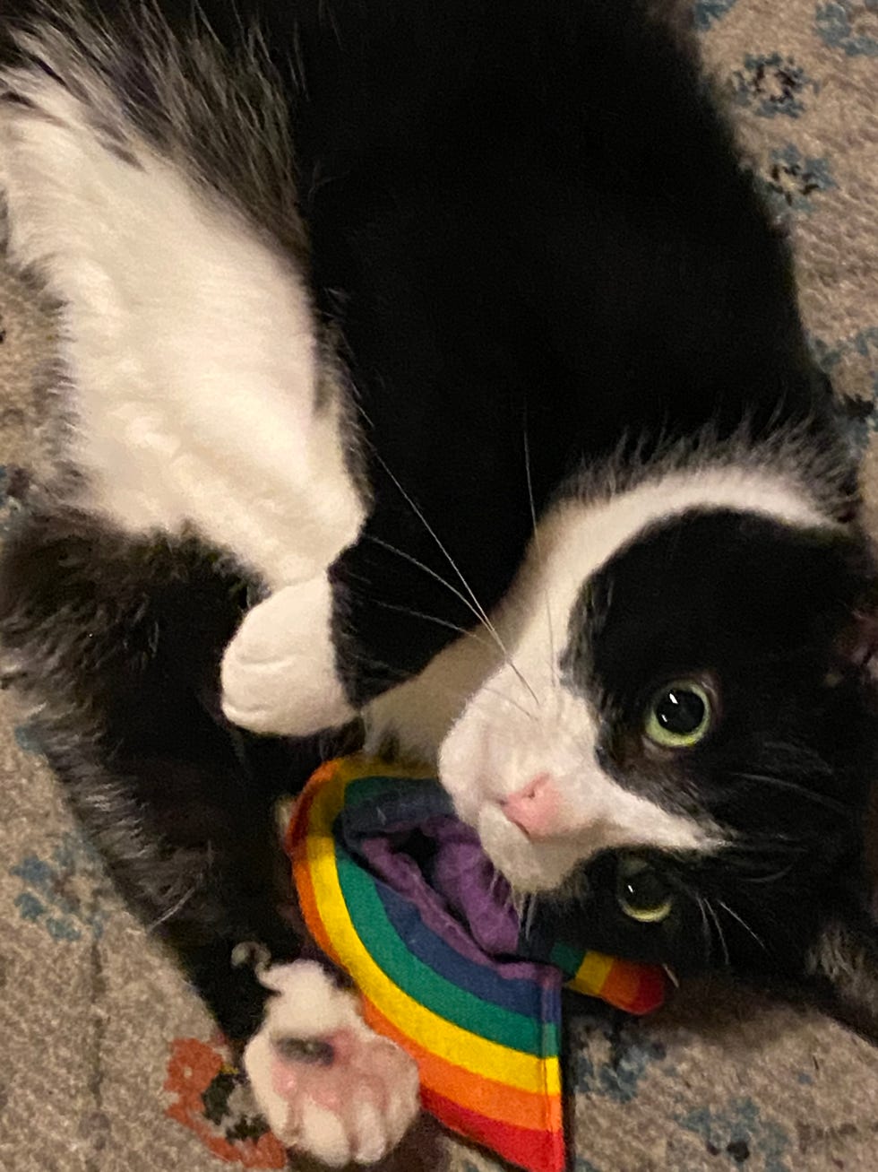 a black and white cat playing with a toy shaped like a rainbow