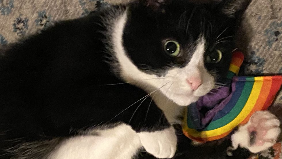 The Best Cat Toys, According to Our Favorite Felines - CNET