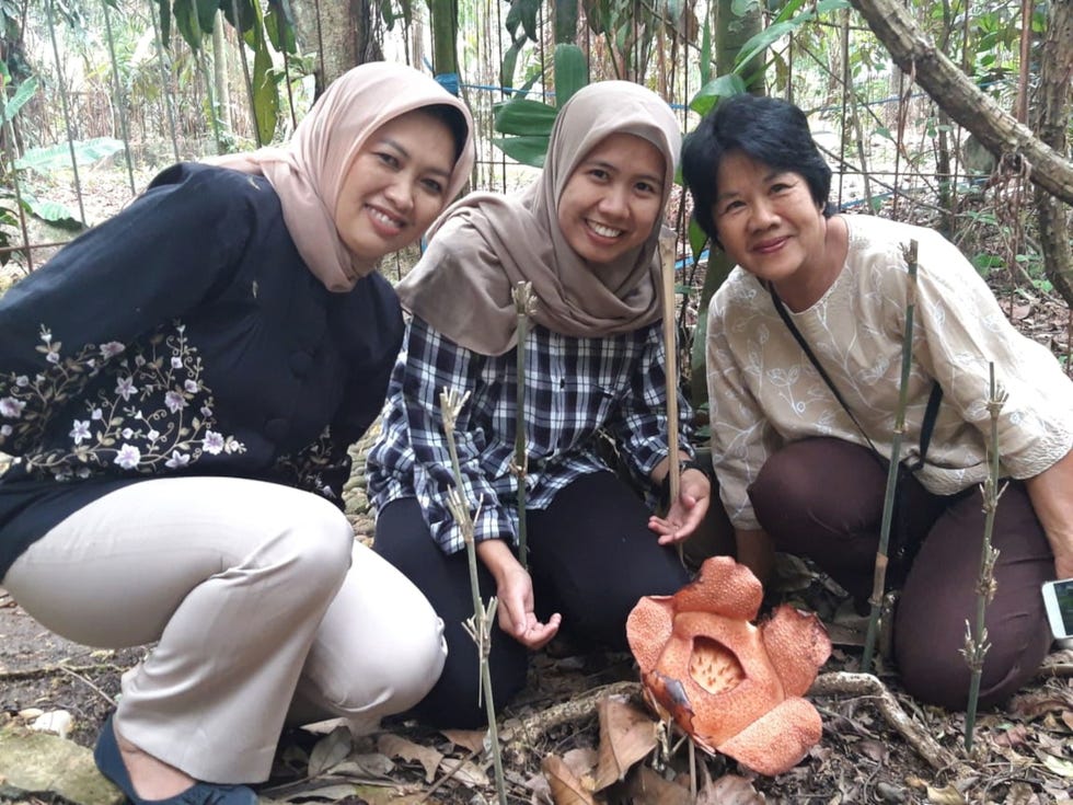 In de hortus botanicus van de stad Bogor op het eiland Java  niet ver van de Indonesische hoofdstad Jakarta de op n na grootste stedelijke agglomeratie ter wereld  is Mursidawati links erin geslaagd om ver van de tropische jungle een exemplaar van de zeldzame Rafflesia patma te kweken