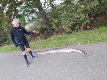 hardlopers uit etten leur vinden dode tijgerpython