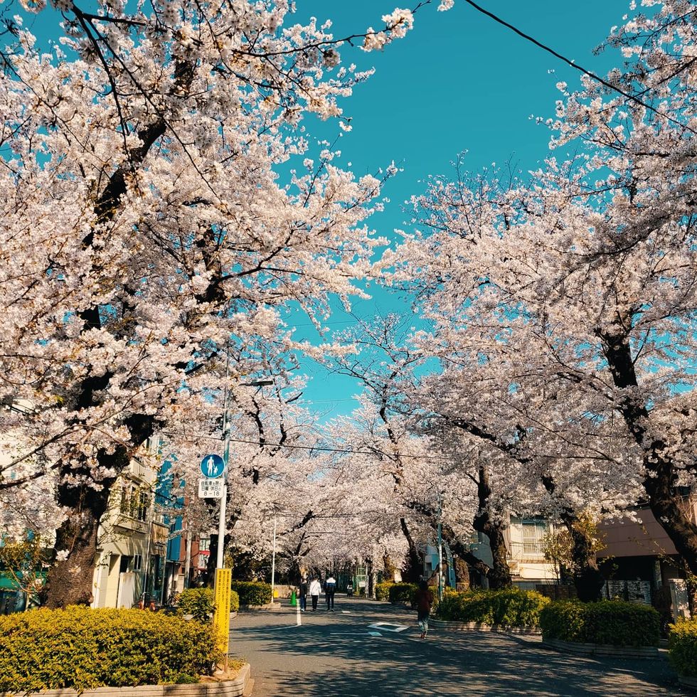 a street with trees on either side　谷中霊園の桜