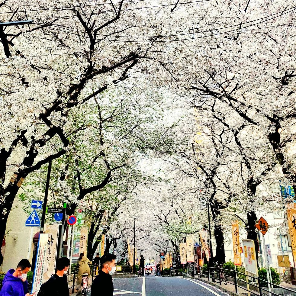 a street with trees on either side of it 桜が丘町の桜