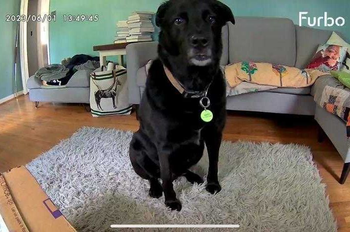 a dog standing on a rug