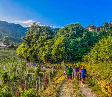 a group of people walking on a path in a forest