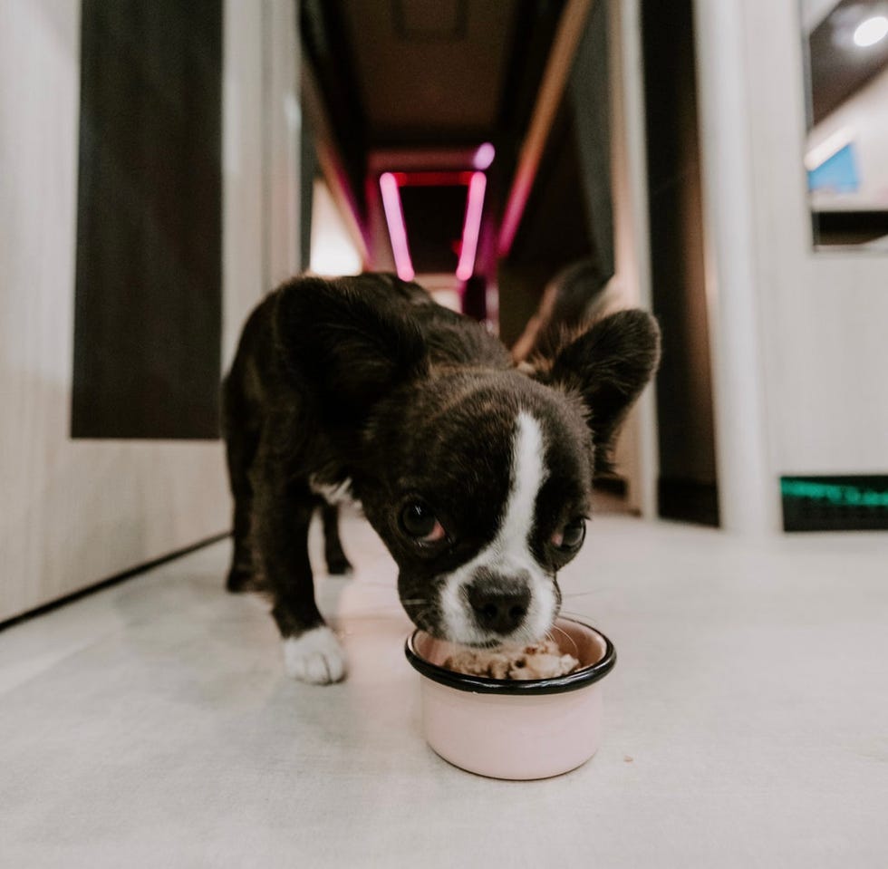 a dog eating from a bowl in a hallway