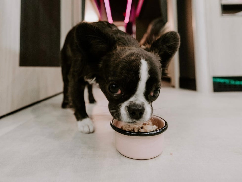 a puppy eating its food a dog eating from a bowl in a hallway