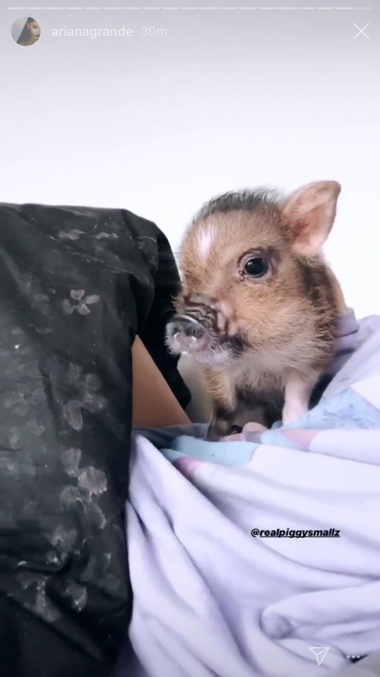 Ariana Grande Keeping Pet Pig - It Looks Like Ariana Grande Is Keeping the  Pet Pig She Got with Ex Pete Davidson