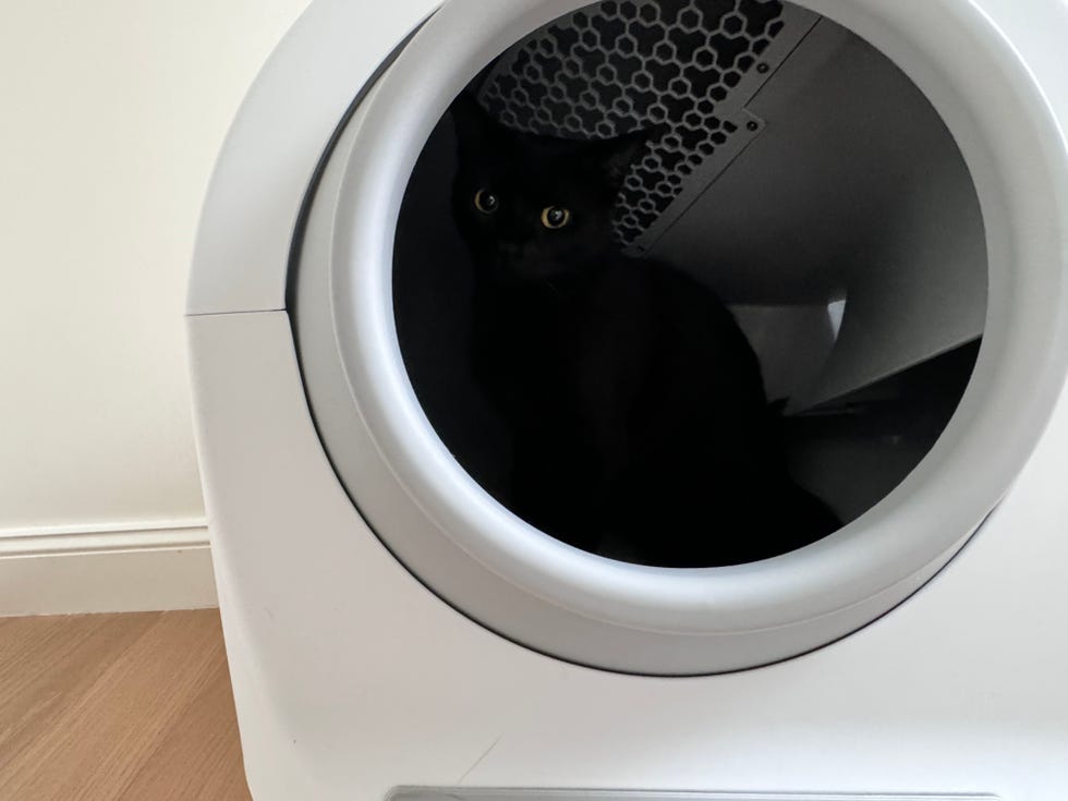 a black cat sits inside a self cleaning litter box