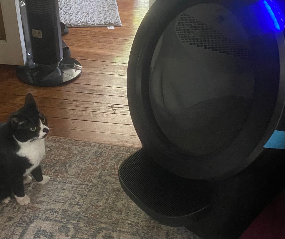 a cat and the litter robot 4, part of a good housekeeping review of self cleaning litter boxes