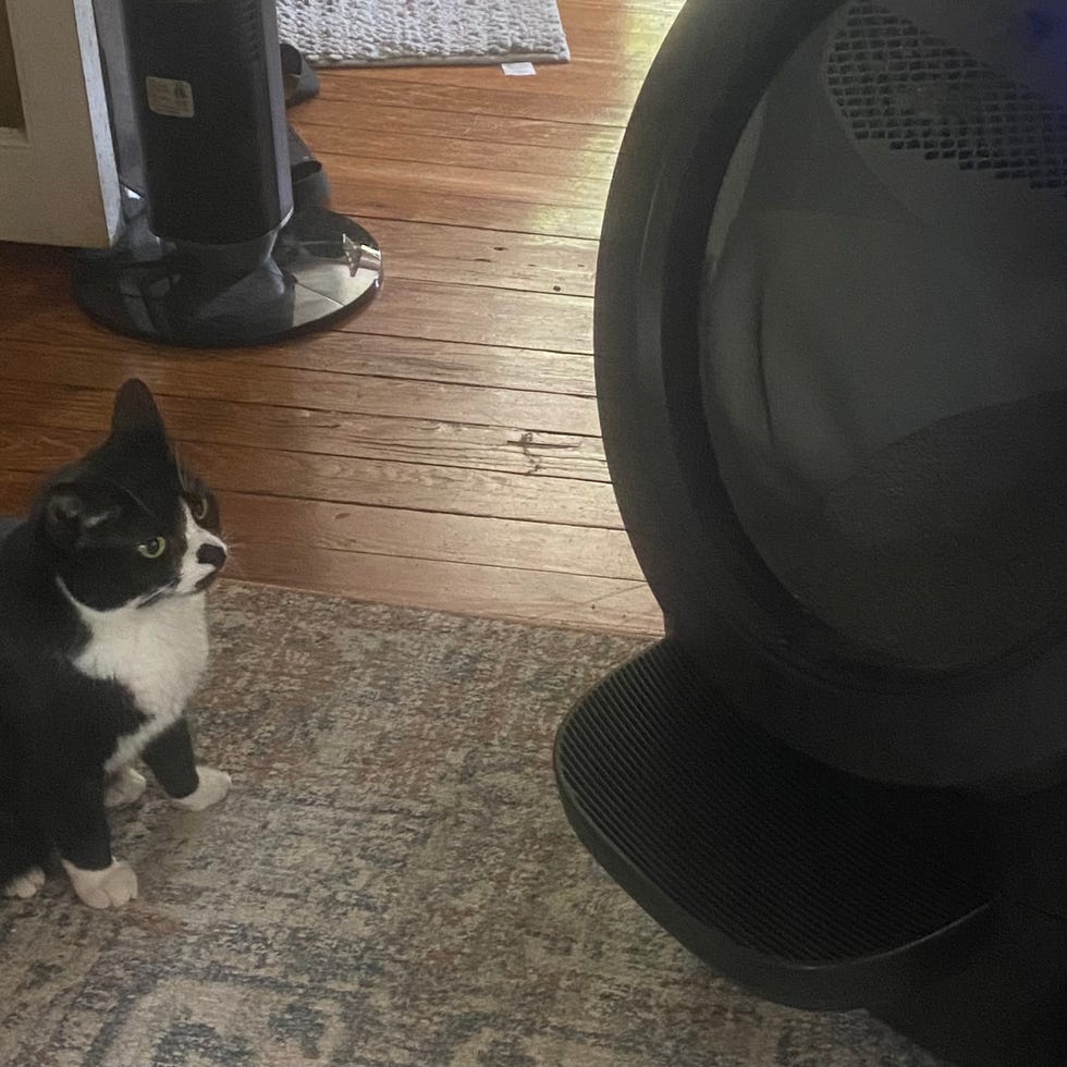 a cat and the Litter Robot 4 a cat and the litter robot 4, part of a good housekeeping review of self cleaning litter boxes