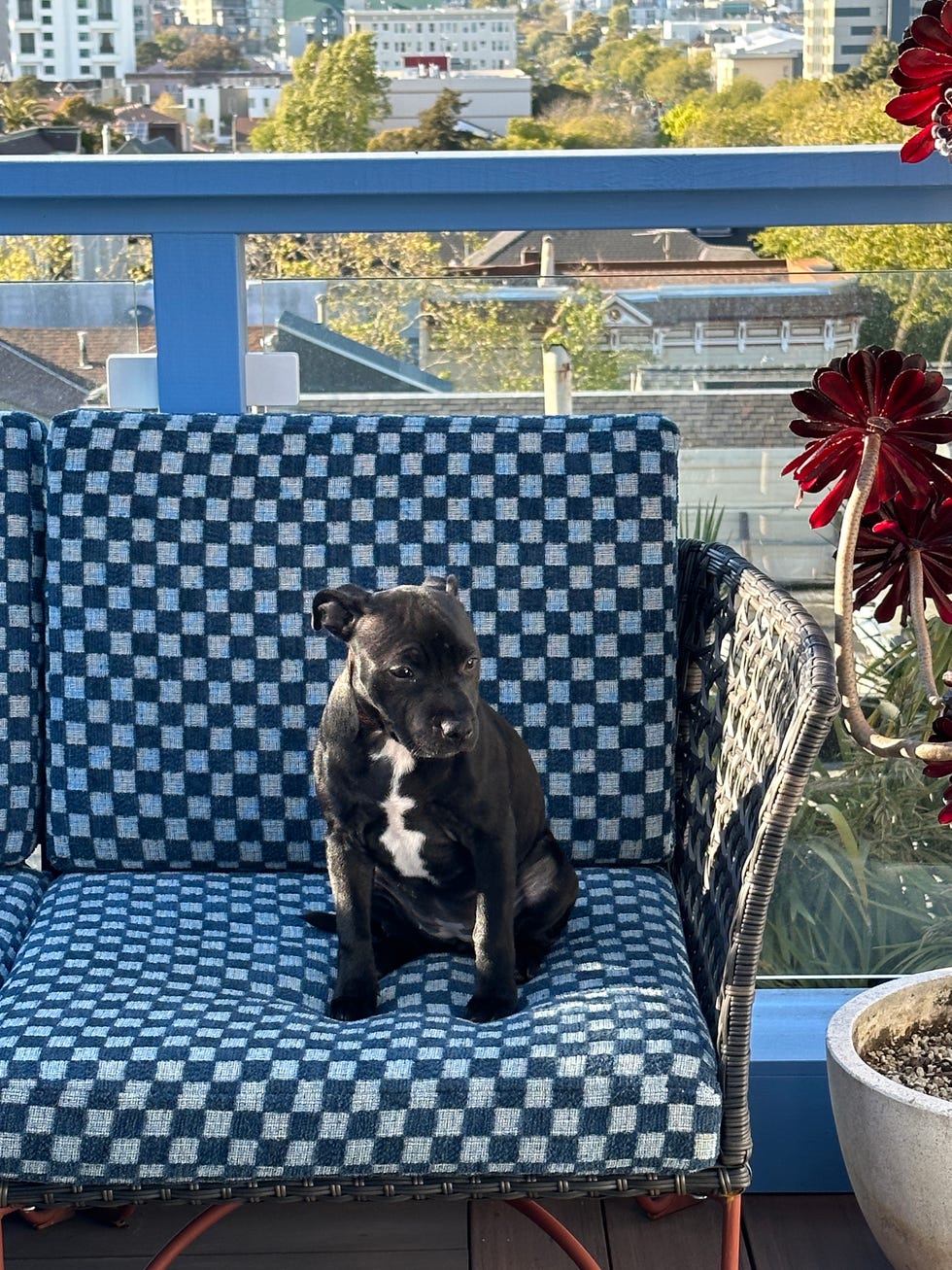 products designers always buy at ikea jutholmen modular outdoor sofa with black and white dog