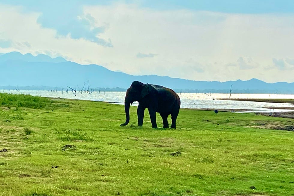 an elephant stands in a field