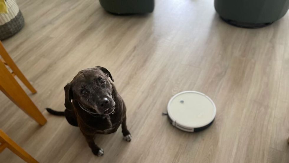 a dog and robot vacuum on a wood floor