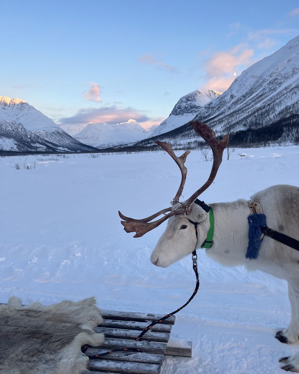 a reindeer with a harness on a snowy mountain