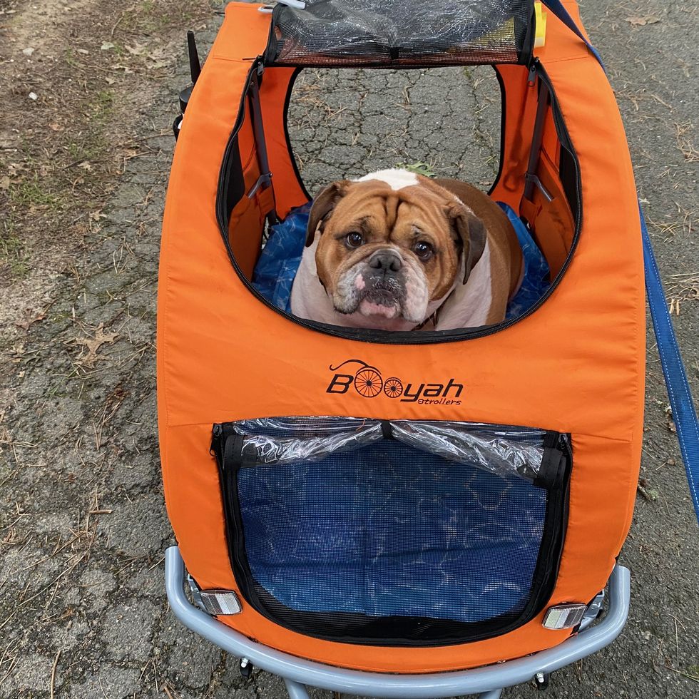a bulldog in an orange booyah dog stroller, part of a good housekeeping story on the best dog strollers