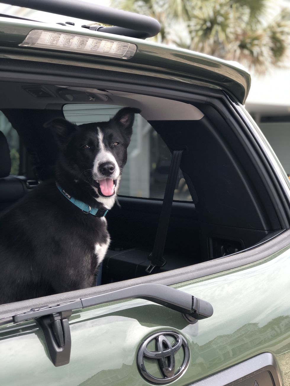 border collie dog in the back of a 2021 toyota sequoia